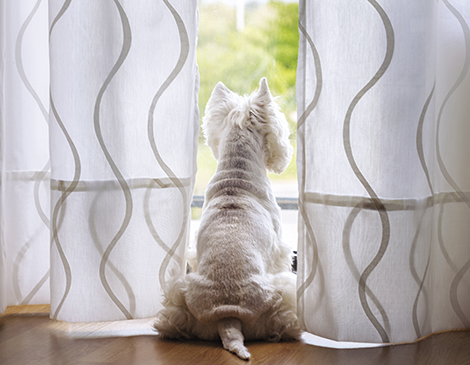 Tips for reducing anxiety in your pets Tips for reducing anxiety in your pets