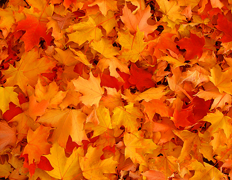 How to make use of unused leaves How to make use of unused leaves