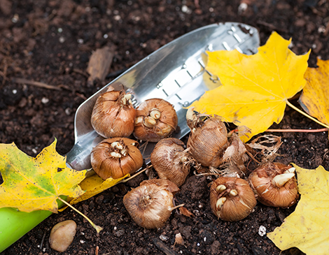 Tips for planting flower bulbs in September Tips for planting flower bulbs in September