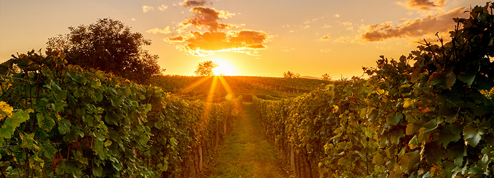 1000x360-Grapes 1000x360-Grapes