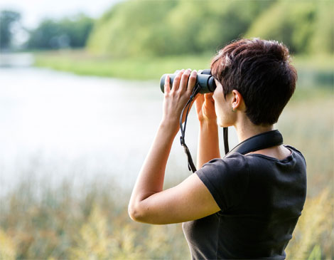 Bird Watching Bird Watching