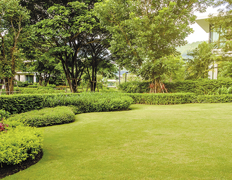 Tips for watering your lawn Tips for watering your lawn