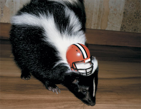 Tank the Skunk Browns