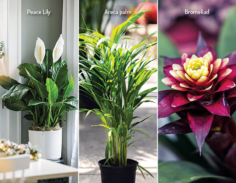 A collage of three types of plants