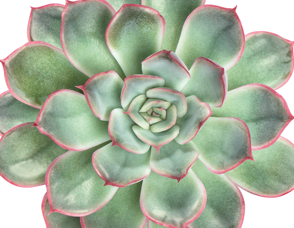 An overhead view of a green and red succulent