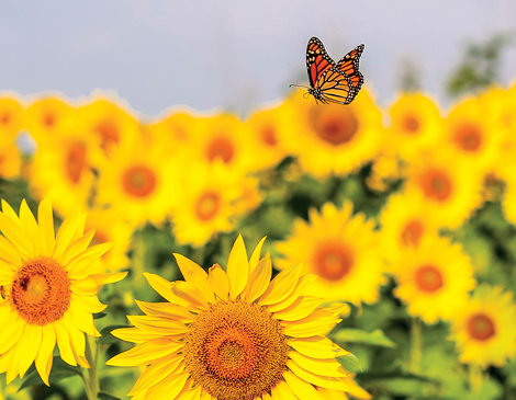prayers-from-maria-article a butterfly flying over a field of blooming sunflowers
