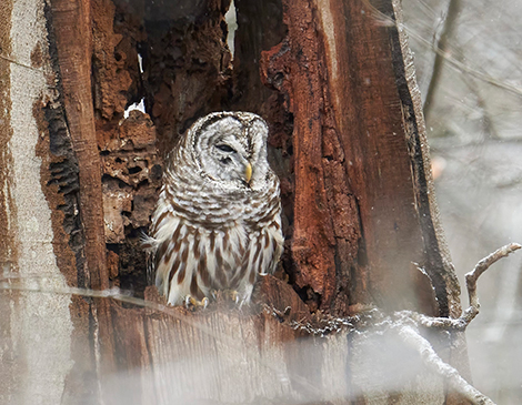 Barred Owl