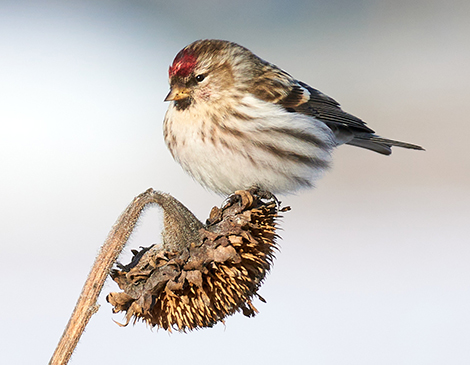 Redpoll bird