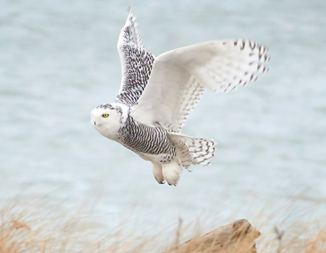 Snowy Owl