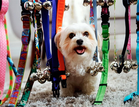 A Day In The Life: Snowball The Dog A Day In The Life: Snowball The Dog