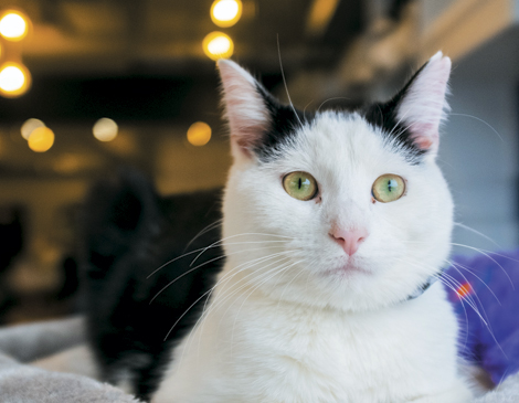 Affogato Cat Cafe: 3 Things To Know  Affogato Cat Cafe: 3 Things To Know