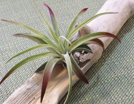 Air plant