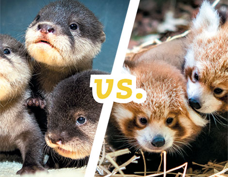 AnimalVS AnimalVS