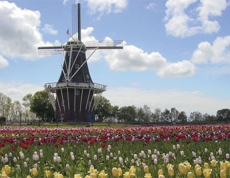 Article_DeZwaan-Windmill--Tulips