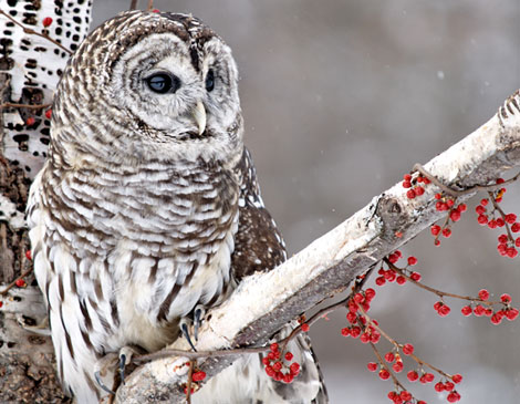 Barred Owl Barred Owl