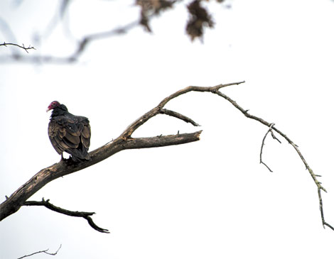 Bird Bird