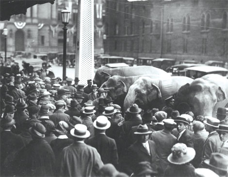 Cleveland 1924 RNC Elephants Cleveland 1924 RNC Elephants