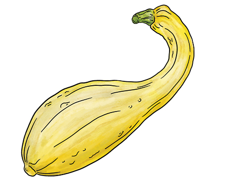 Crookneck squash