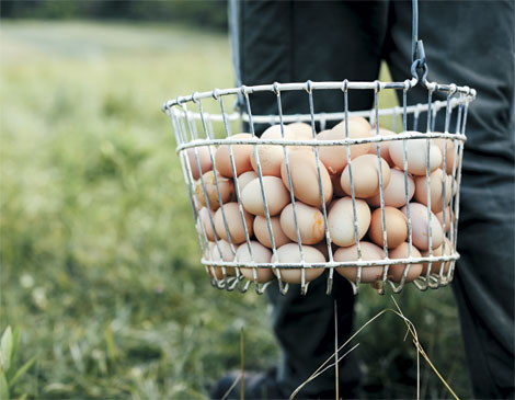 Farm Eggs Farm Eggs