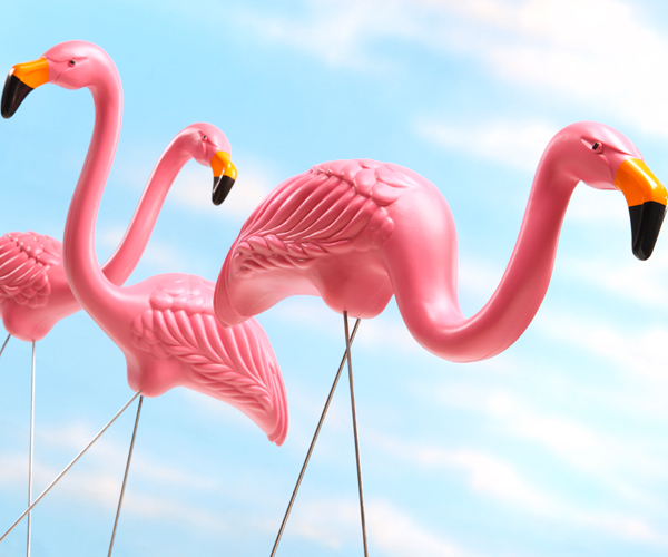 Flamingo