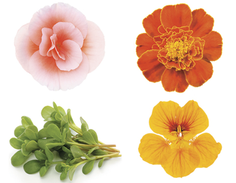 Flowers and Herbs Flowers and Herbs
