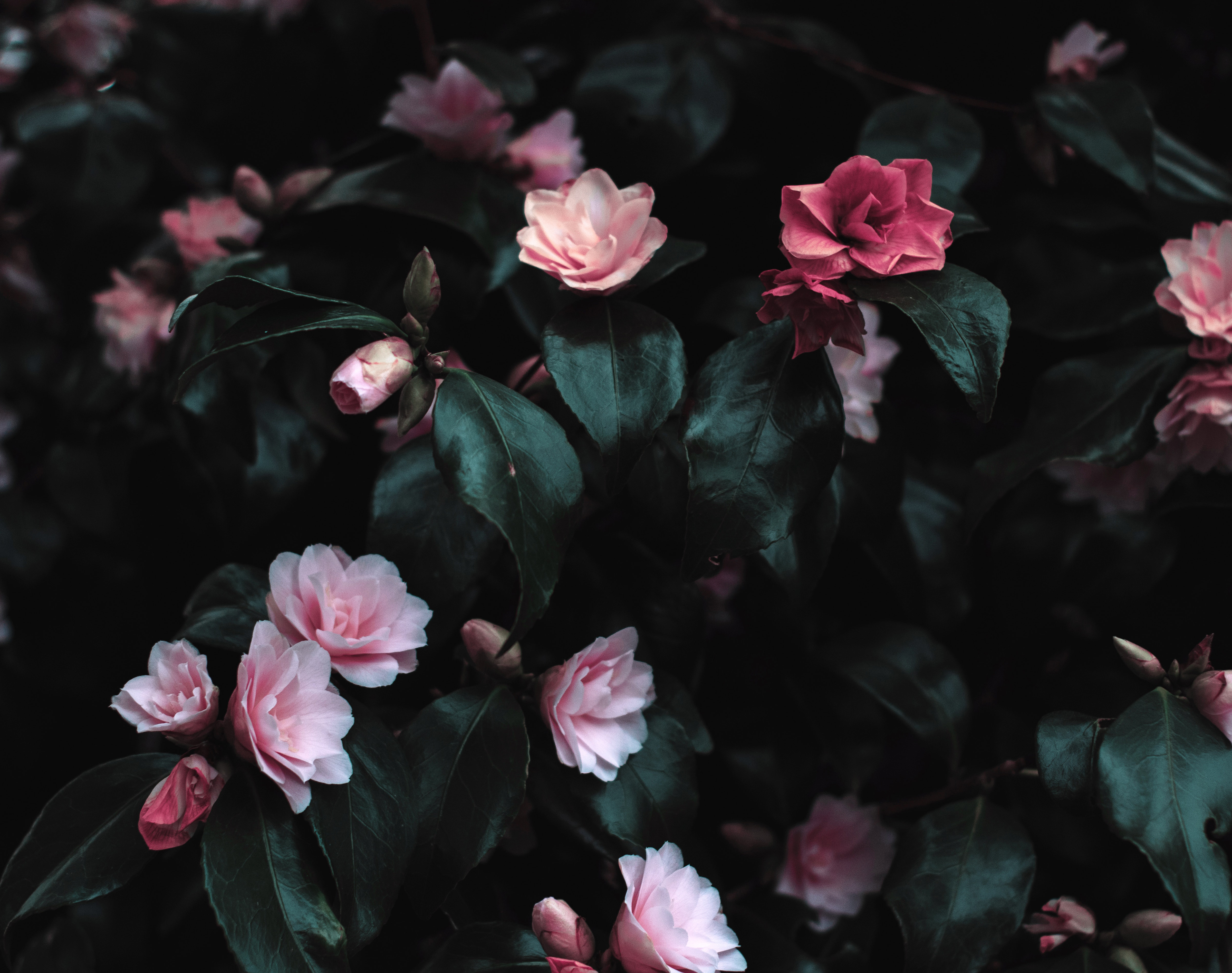 Flowers Flowers