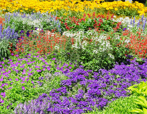 Garden Garden
