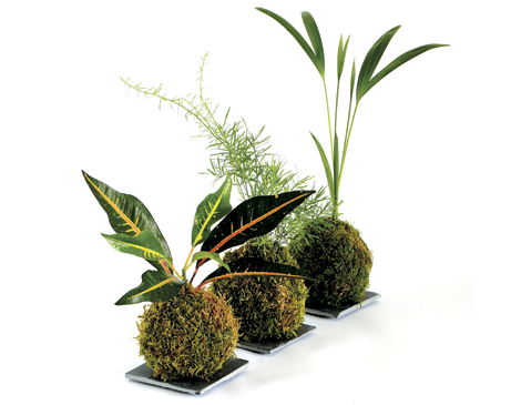  Kokedama is a traditional Japanese plant technique that removes the need for pots and adds an artsy factor to your space. 
