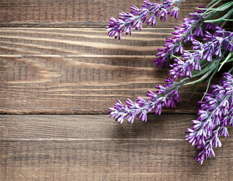 Lavender Lavender