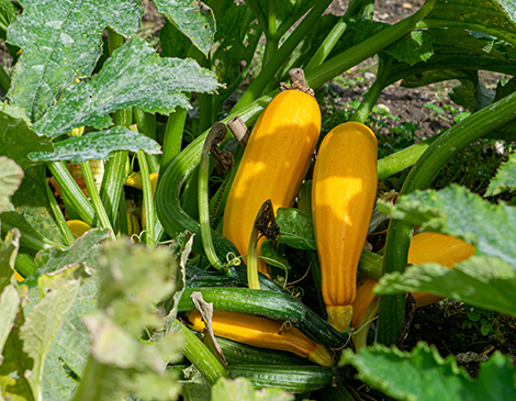 Make The Most Of Your Summer Harvest With Our Guide To Squash Make The Most Of Your Summer Harvest With Our Guide To Squash