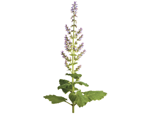 Meadow Sage