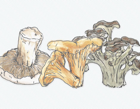 Mushroooms Mushroooms