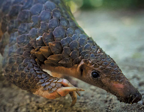 Pangolin Movie Pangolin Movie