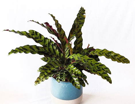 Rattlesnake Plant 