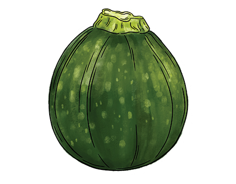 Round Zucchini Squash