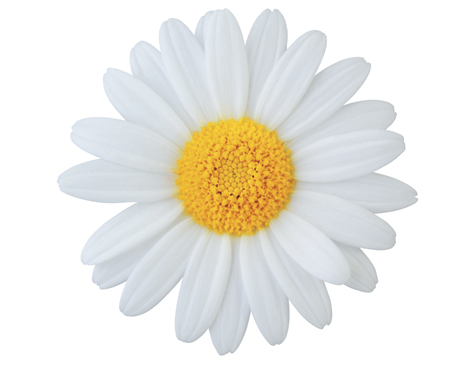 Shasta Daisy