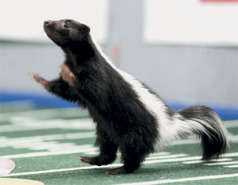 Tank the Skunk Puppy Bowl