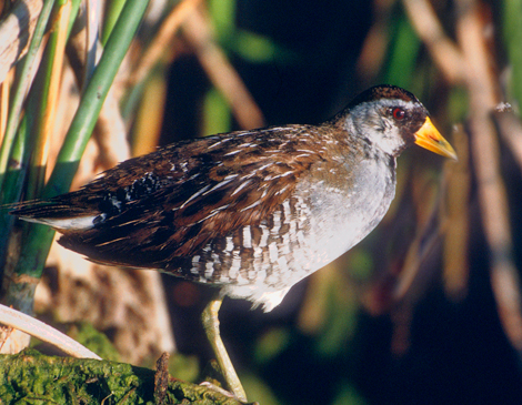 Three Fall Birding Spots We Love Three Fall Birding Spots We Love