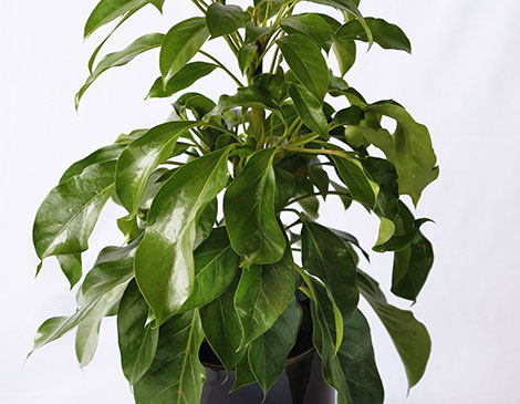 Umbrella Plant