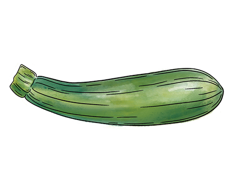 Zucchini Squash