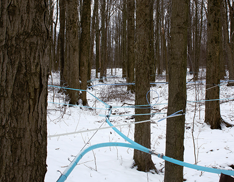 Tom Salo Maple Syrup Farm Tom Salo Maple Syrup Farm
