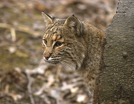 Ohio Bobcat Ohio Bobcat