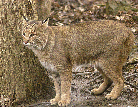 Ohio Bobcat