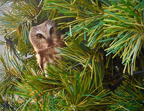 Owl Public Square Owl Public Square