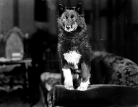 Balto - Courtesy Cleveland Memory Project via Wikimedia Commons