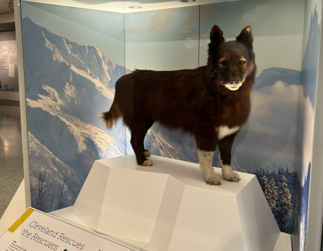 Balto in CMNH - Lainey Novak