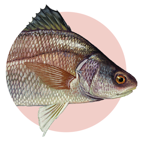 Freshwater Drum