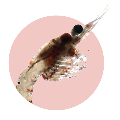 Opossum Shrimp