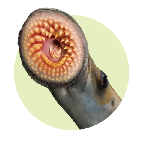 Sea Lamprey