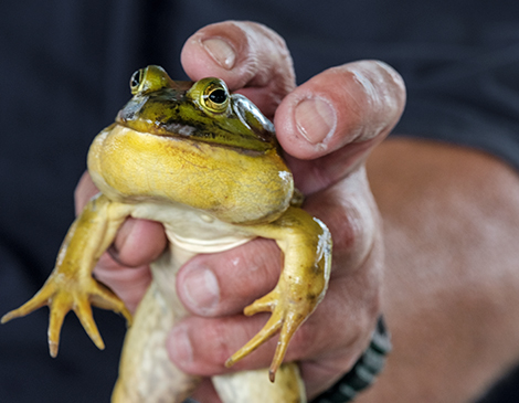 Valley City Hosts Annual Frog Jump Event, Matthew Chesney